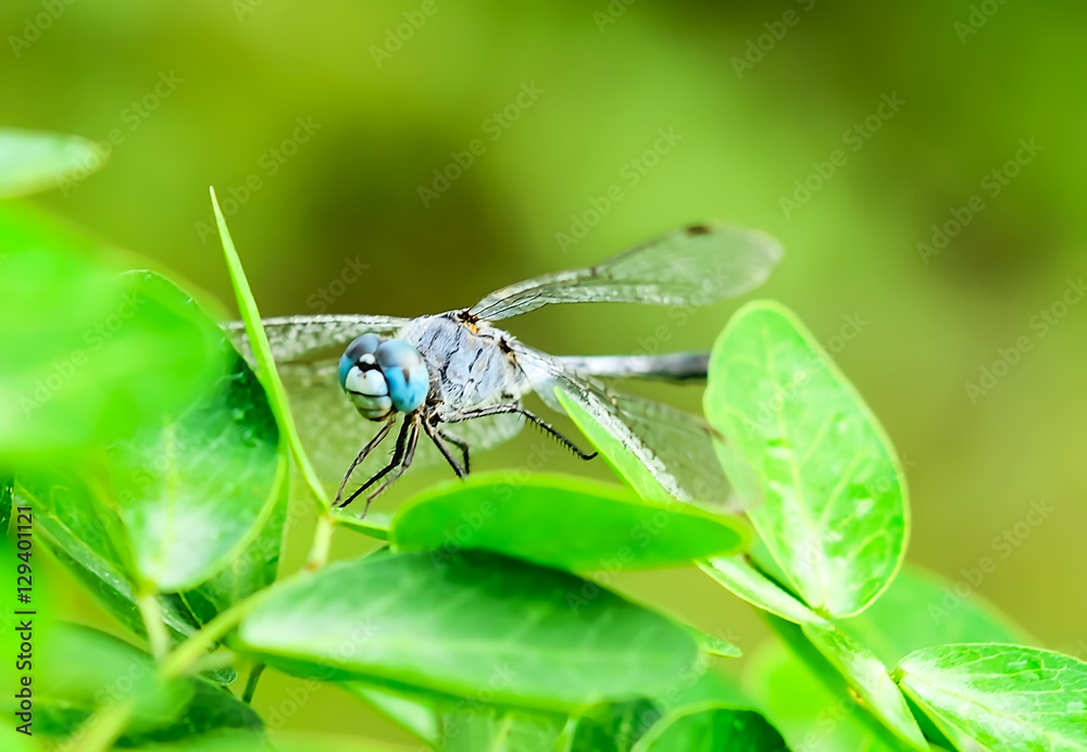 dragonfly dragonfly