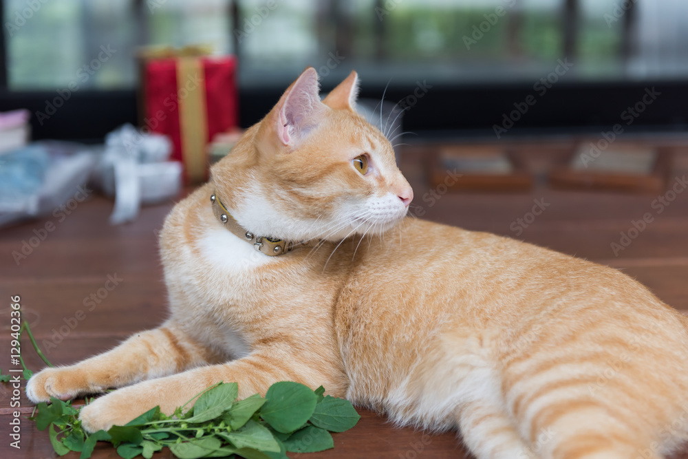 A cute yellow Thai cat happy with Catnip tree on wooden backgrou