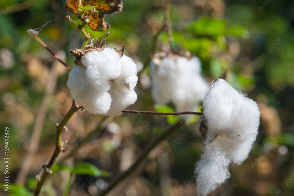 Cotton crop landscape with copy space area.Cotton fields ready for harvesting in Oakey