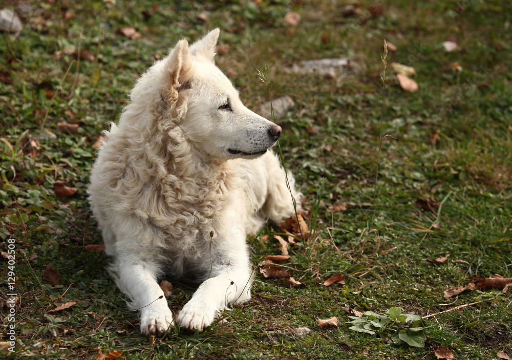 White Hungarian sheepdog Mudi outdoor White Hungarian sheepdog Mudi outdoor