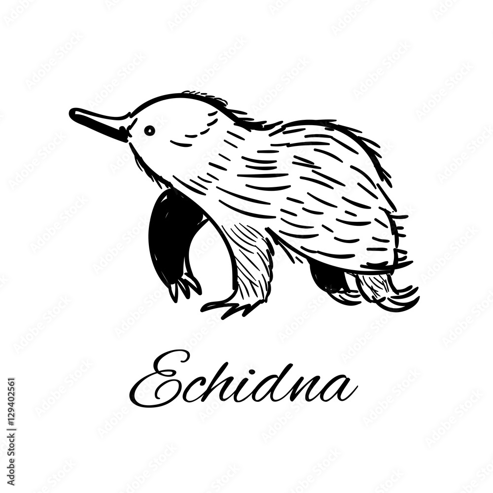 Naklejka premium Echidna icon in doodle style. Logotype for business. Vector illustration.