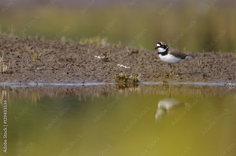 Little Ringed Plover - charadrius dubius Little Ringed Plover - charadrius dubius