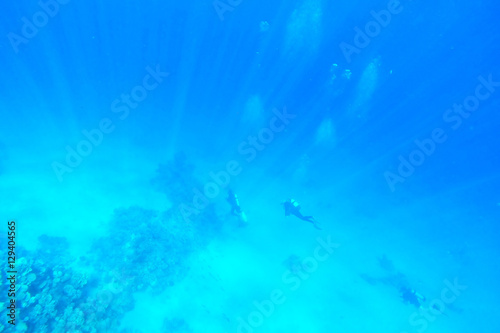red sea underwater coral reef © alexxl0126