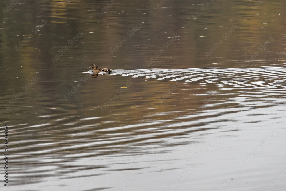Fototapeta premium Nile geese in the Danube river