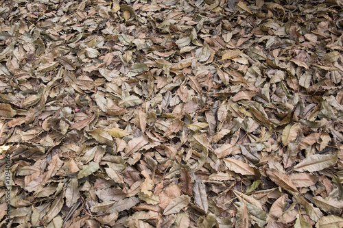 Dry leaves for background.