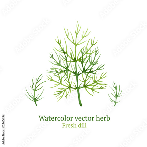 Watercolor vector dill