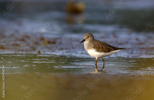 Temminck's Stint - Calidris temminckii