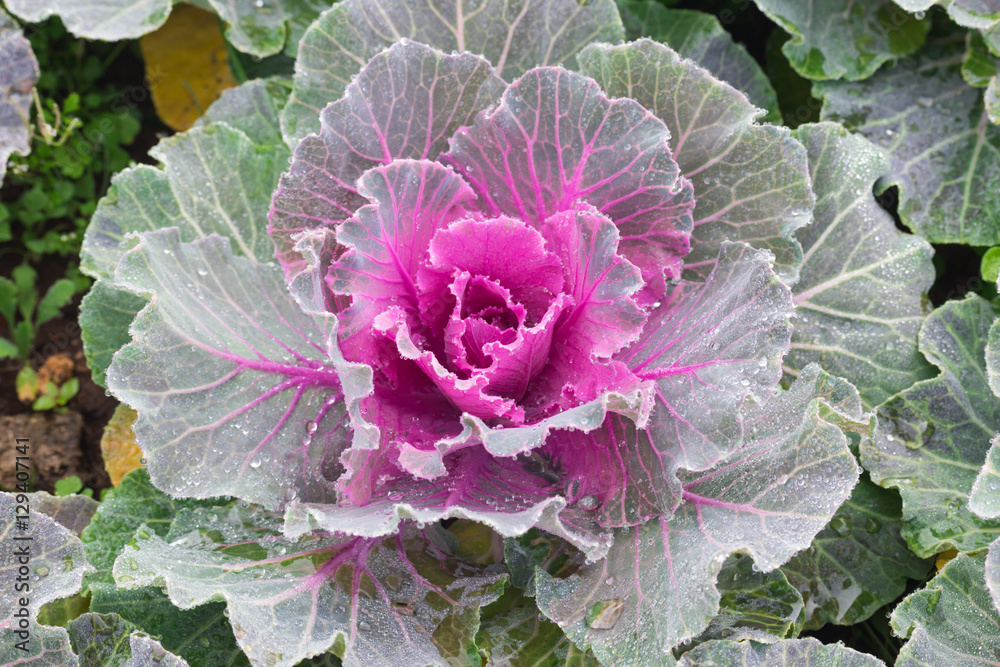 Obraz premium beautiful cabbage flower in garden