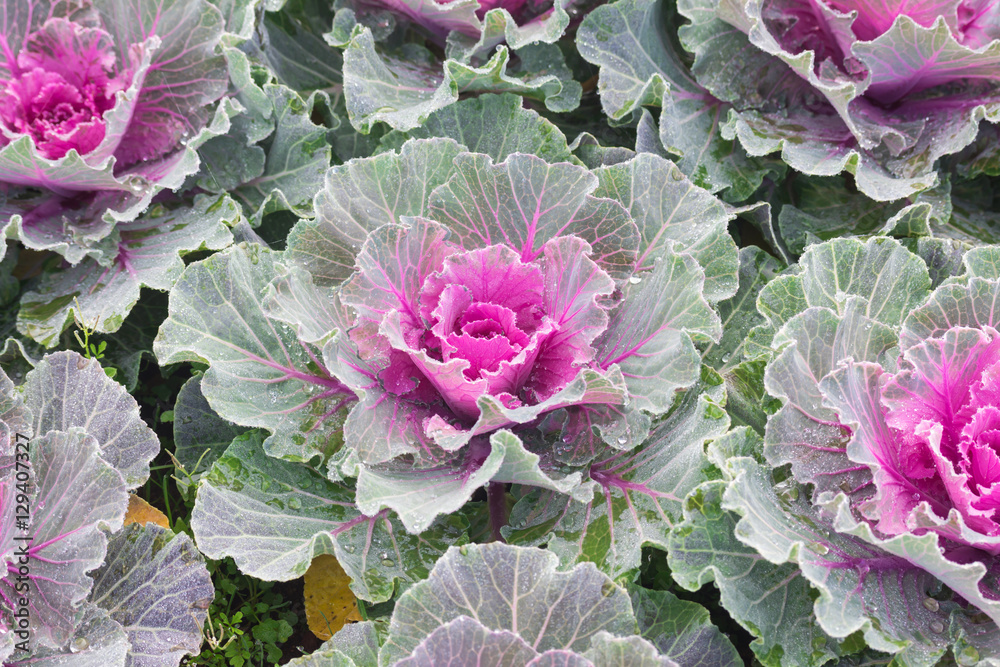 Obraz premium beautiful cabbage flower in garden