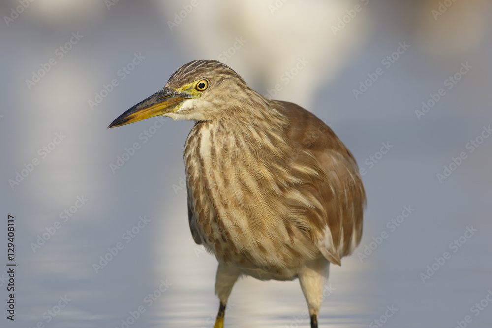 Obraz premium Indian Pond heron