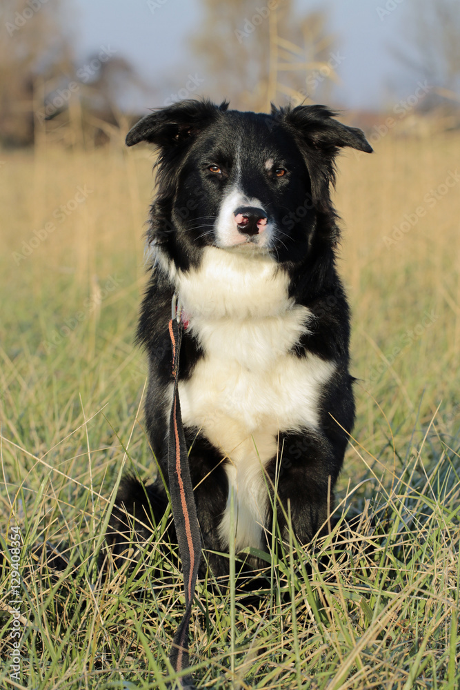 Fototapeta premium Border Collie