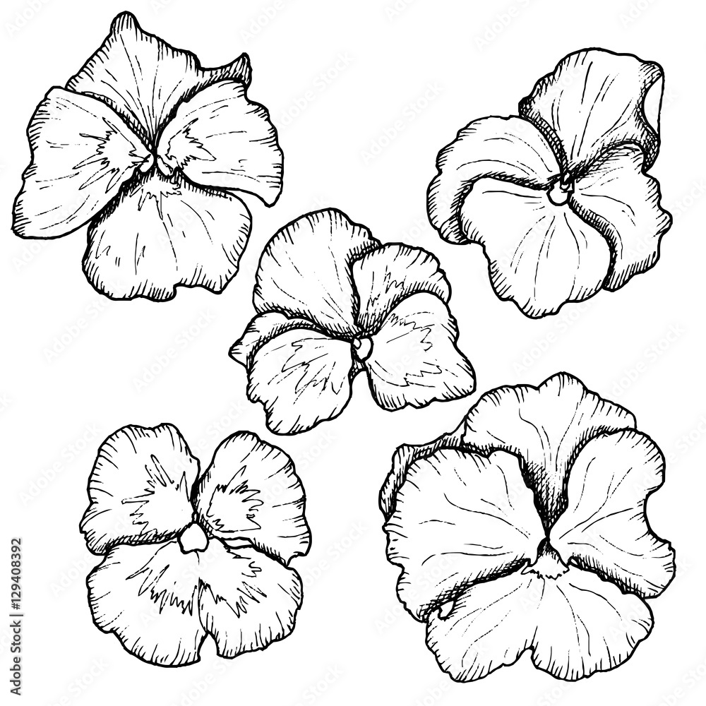 Vintage Pansy Illustration