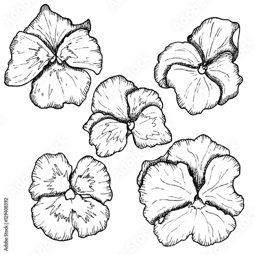 Sketch ink graphic pansy flowers set illustration, vector draft silhouette drawing, black on white background. Botanical vintage etching design.