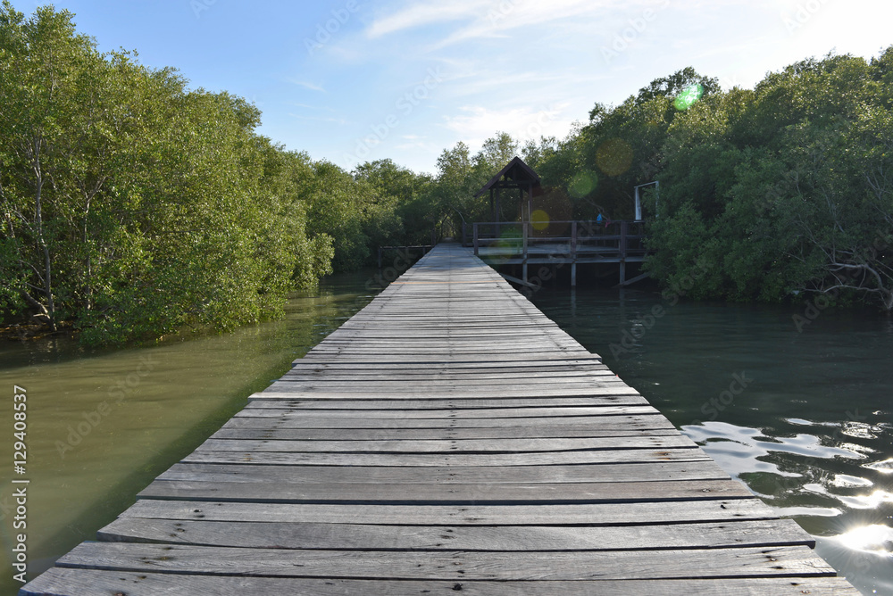 wooden way bridge in mangrove forest