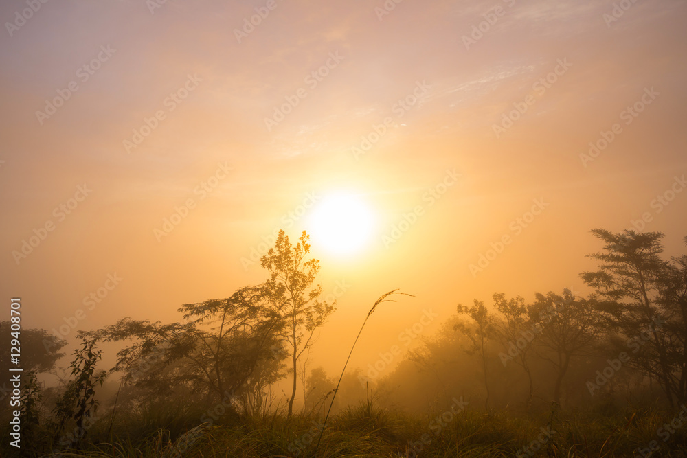 The first rays of the rising sun pass through the fog and Dew on Grass
