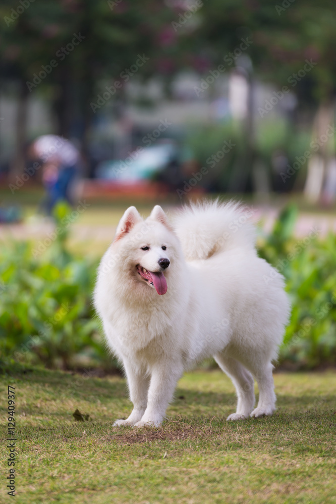 The samoyed The samoyed