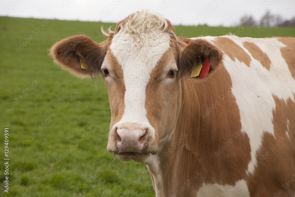 happy cows on a meadow in germany