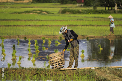 Fototapeta villagers in the rice field in laos