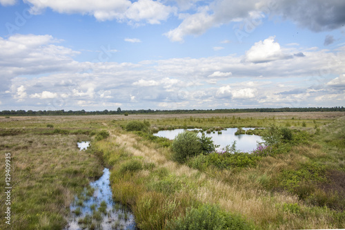 field landscape in summer blue sky