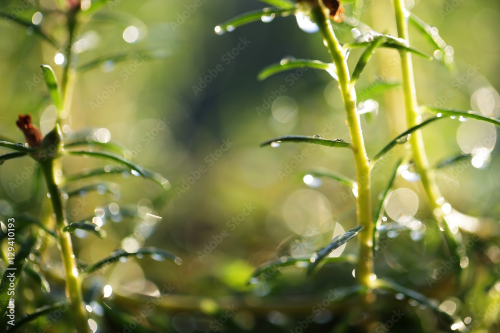 morning sunlight on grass background with beautiful bokeh morning sunlight on grass background with beautiful bokeh