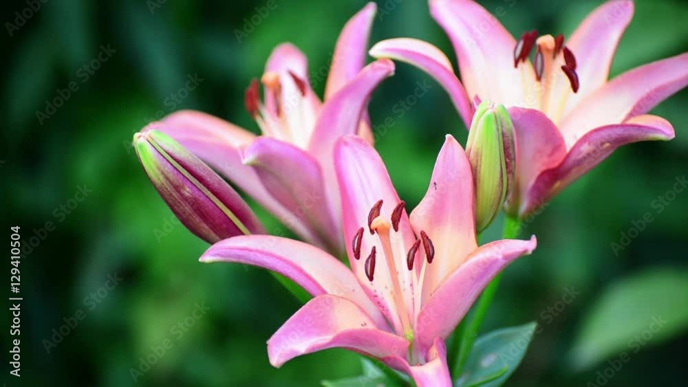 Three flowers of pink lilies with large stamens