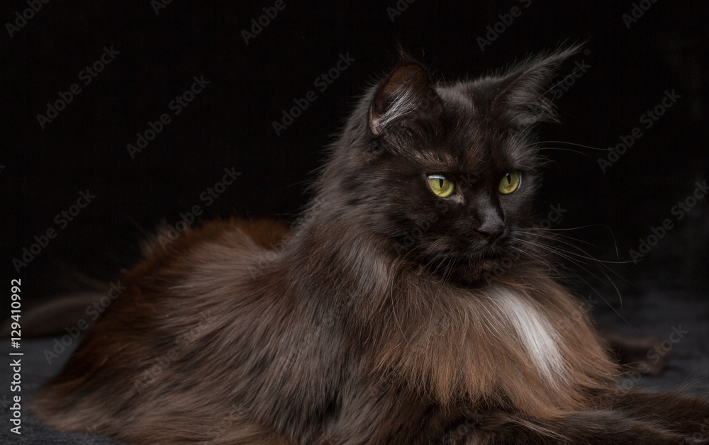 Studio Portrait of a beautiful Maine Coon Cat