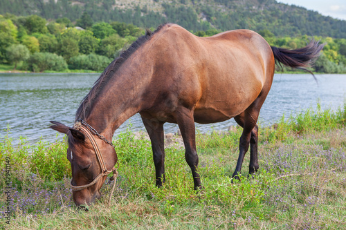 brown horse grazing on river shore © russieseo