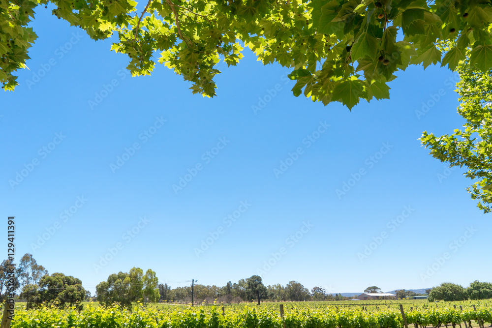 Close-up of tree leaves, backlit on blue sky and vineyard background.