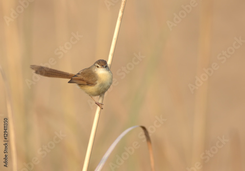 Plain Prinia  photo