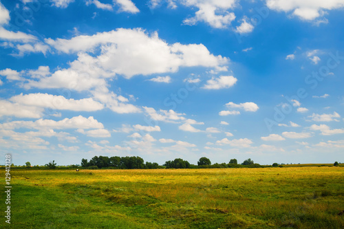 Summer rural landscape. Blue sky with cumulus clouds and a grass field. Trees on the horizon.