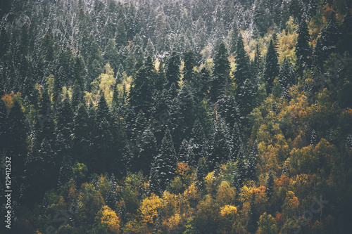 Autumn Coniferous Forest Landscape aerial view background Travel serene scenic view moody weather