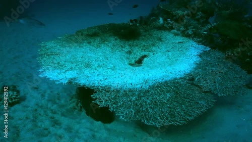 Presumably due to global warming (coral bleaching) dead coral reef, Australia photo