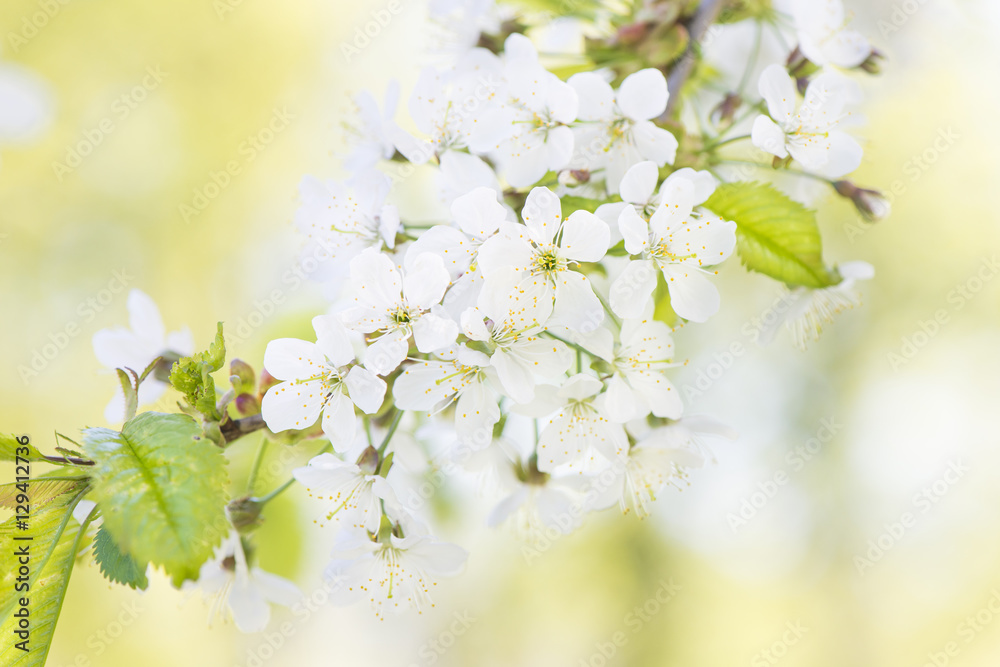 Nature in spring. Flowering tree in springtime. Close up of nature detail. Vibrant colorful natural background. Concept of new life, wonders of nature, growth and vitality.