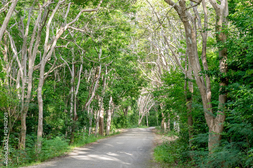 Fototapeta Naklejka Na Ścianę i Meble -  curved road in wild forest of evergreen trees on tropical island