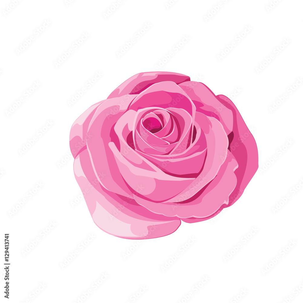 Pink rose on white background. Vector illustration. Pink rose on white background. Vector illustration.