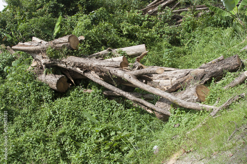 View of freshly cut tree trunks piled up