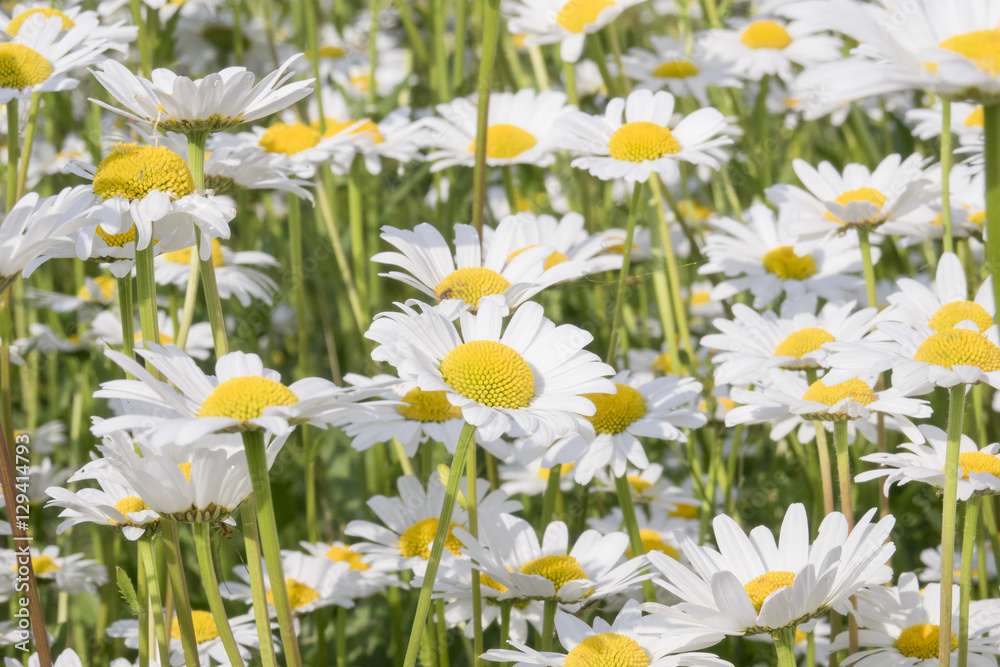 Close up of daisy flowers in field. Beautiful nature detail in summer sunshine. Close up of daisy flowers in field. Beautiful nature detail in summer sunshine.