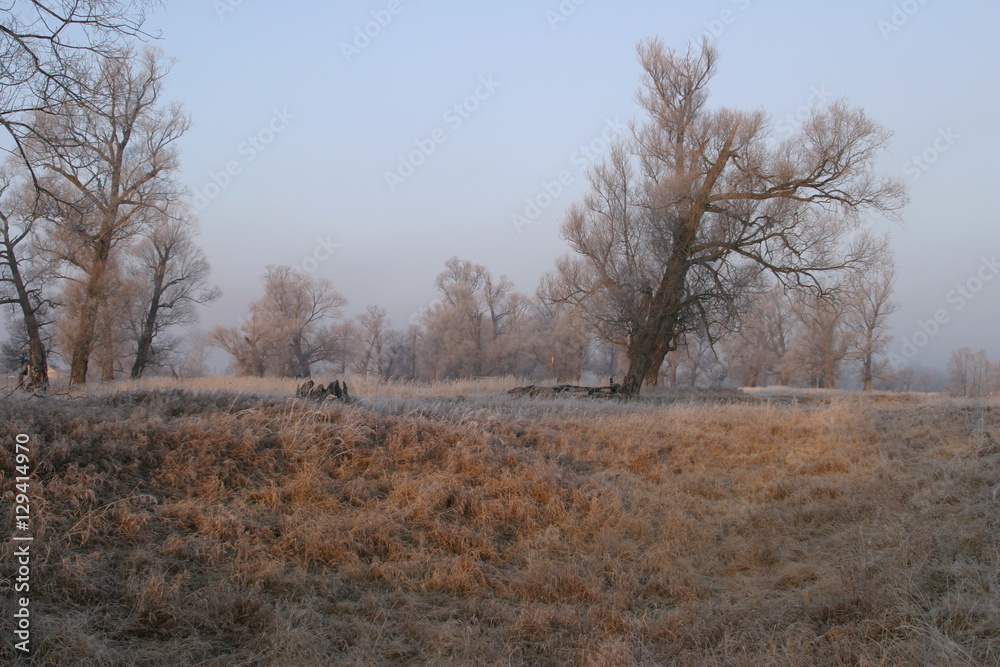 Landscape beginning of winter in the oak grove covered with frost at sunset Landscape beginning of winter in the oak grove covered with frost at sunset