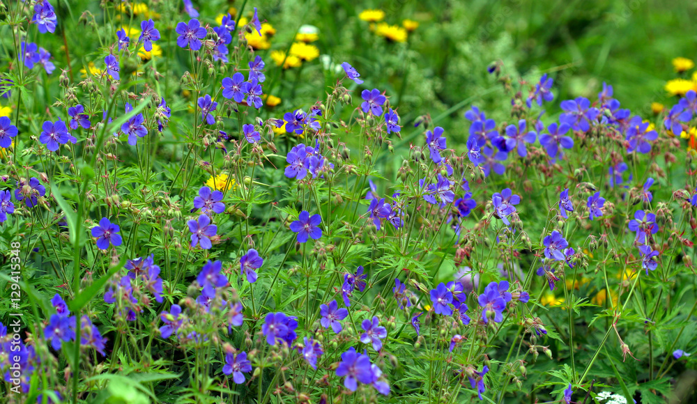 Naklejka premium wildflowers