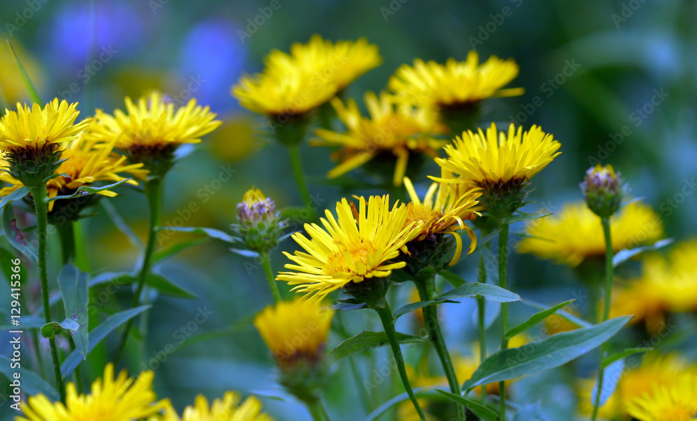 yellow dandelions yellow dandelions