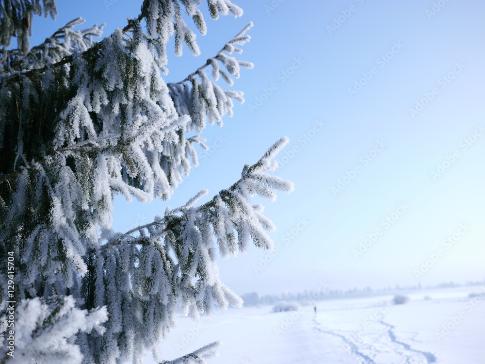 fir branch with snow and path in the background fir branch with snow and path in the background
