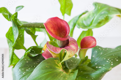 Calla Lilies on plants. selective focus photo