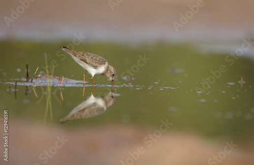 Fotografie Temminck's Stint (Calidris temminckii)