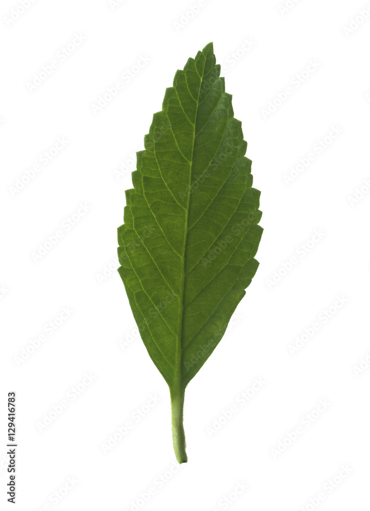 green tea leaf isolated on white background green tea leaf isolated on white background