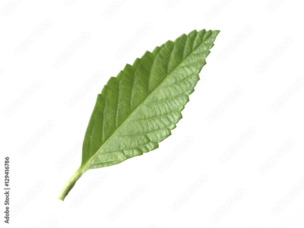 Fototapeta premium green tea leaf isolated on white background