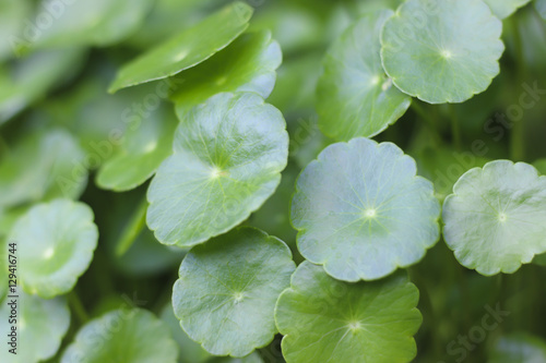 Schilderij op canvas Stock Photo:.Gotu kola, Asiatic pennywort, Indian pennywort, gre