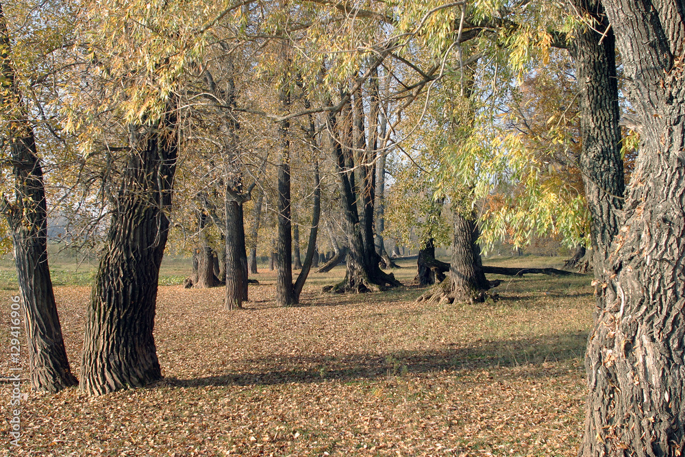 autumn forest