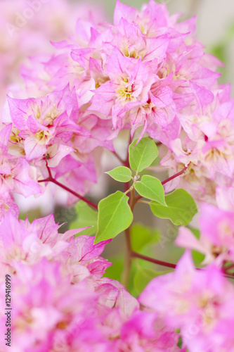 Stock Photo:.Pink bougainvilleas background