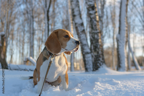 Fototapeta Naklejka Na Ścianę i Meble -  Собака породы бигль на прогулке в зимнем лесу в солнечный морозный день