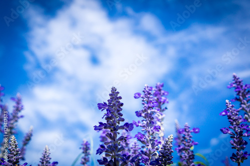 The lavender with cloudy day.